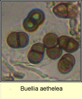 Buellia aethelea