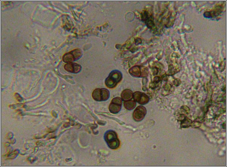 Buellia aethalea, spores