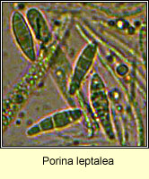 Porina leptalea