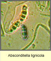 Absconditella lignicola