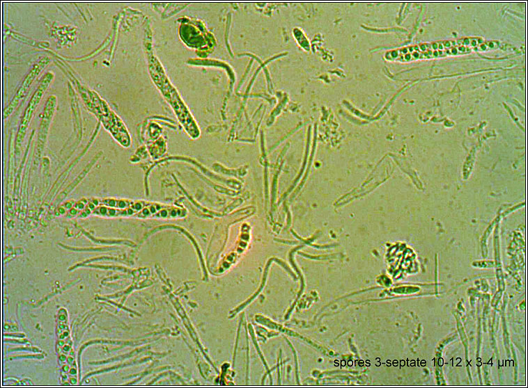 Absconditella lignicola