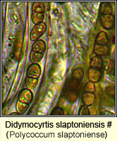 Polycoccum slaptoniense