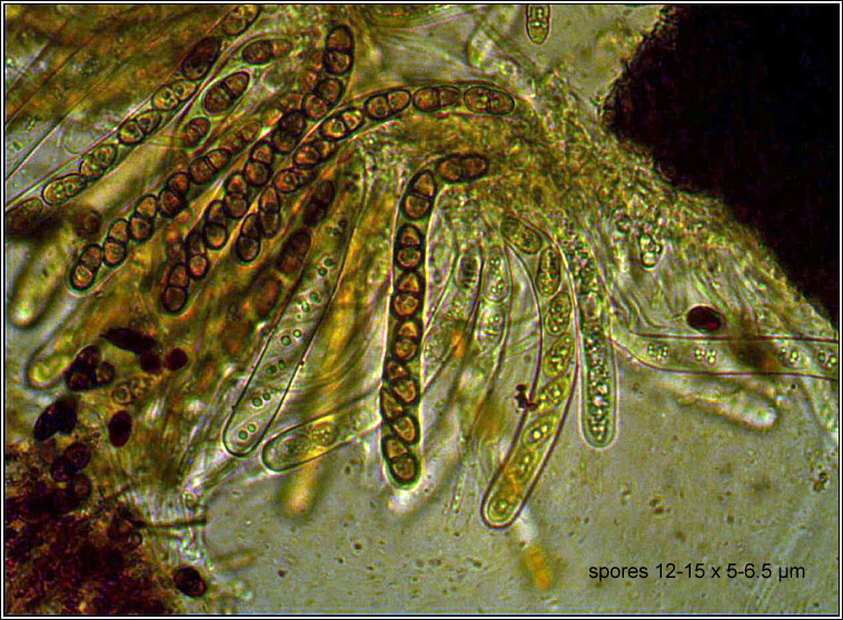 Didymocyrtis slaptoniensis, Polycoccum slaptoniense