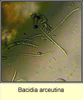 Bacidia arceutina