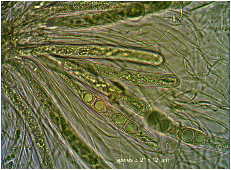 Acrocordia gemmata