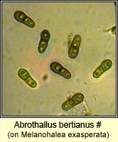 Abrothallus bertianus
