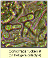 Corticifraga fuckelii