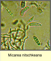 Micarea nitschkeana