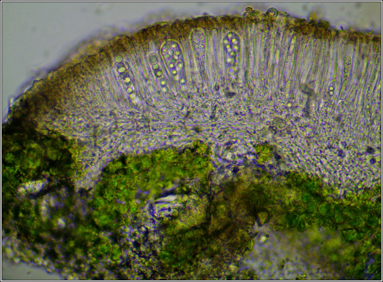 Lecanora chlarotera sens str