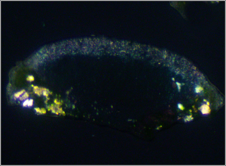 Lecanora chlarotera sens str