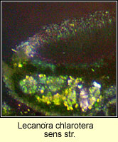 Lecanora chlarotera sens str