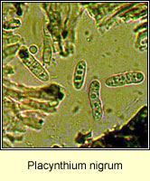 Placynthium nigrum