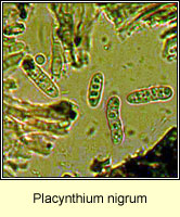 Placynthium nigrum