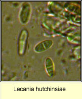 Lecania hutchinsiae