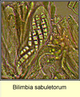 Bilimbia sabuletorum