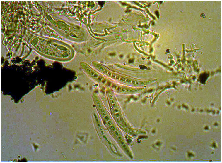 Opegrapha prosodea