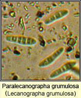 Paralecanographa grumulosa (Lecanographa grumulosa)