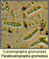 Paralecanographa grumulosa (Lecanographa grumulosa)