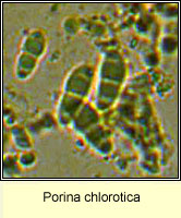 Porina chlorotica