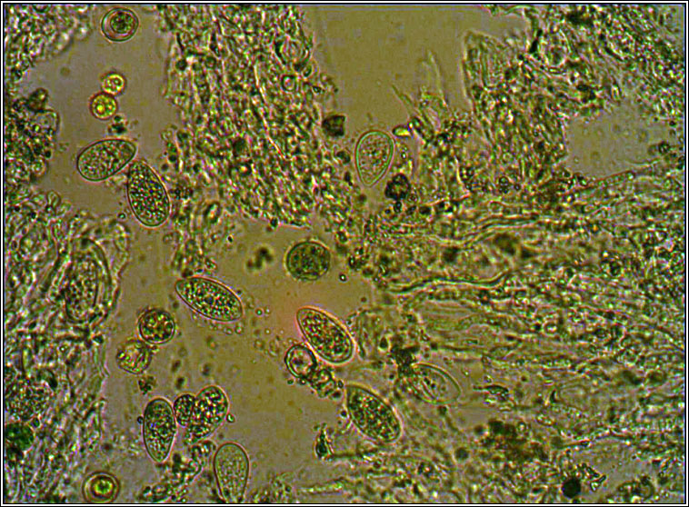 Hymenelia prevostii