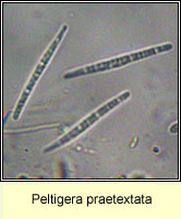 Peltigera praetextata