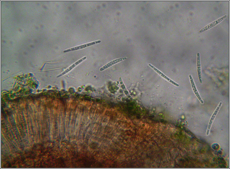 Peltigera praetextata