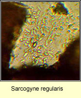 Sarcogyne regularis