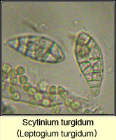 Scytinium turgidum (Leptogium turgidum)