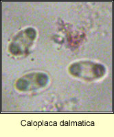 Caloplaca dalmatica