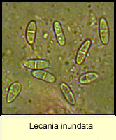 Lecania inundata