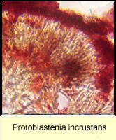 Protoblastenia incrustans