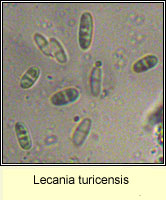 Lecania turicensis