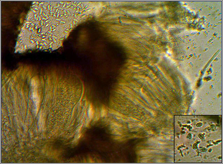 Sarcogyne regularis, ascus and spores