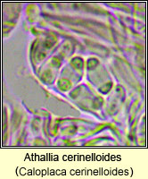 Athallia cerinelloides (Caloplaca cerinelloides)s