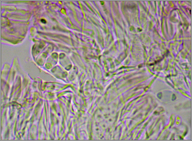 Caloplaca cerinelloides