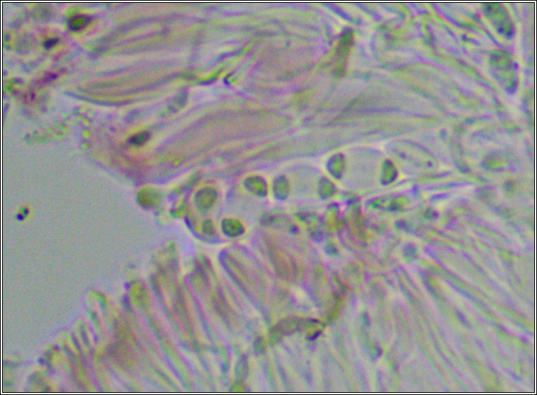 Caloplaca cerinelloides
