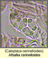 Athallia cerinelloides (Caloplaca cerinelloides)s