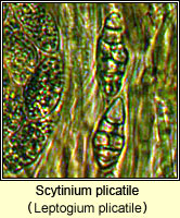 Scytinium plicatile (Leptogium plicatile)
