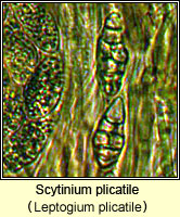 Scytinium plicatile (Leptogium plicatile)