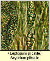 Scytinium plicatile (Leptogium plicatile)