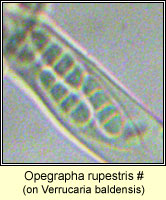 Opegrapha rupestris