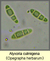 Alyxoria culmigena (Opegrapha herbarum)