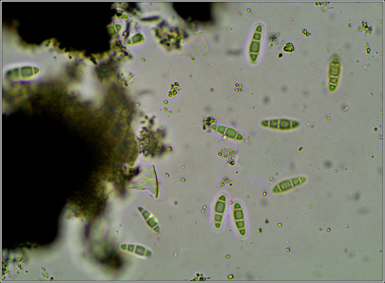 Opegrapha herbarum, spores