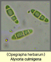 Alyxoria culmigena (Opegrapha herbarum)