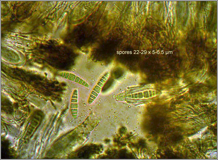 Opegrapha mougeotii, spores