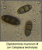 Diplotomma murorum