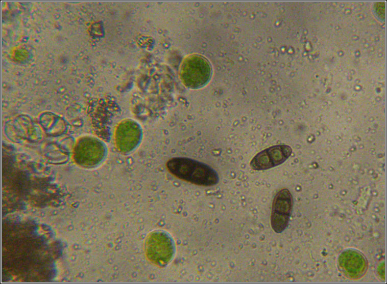 Diplotomma murorum, spores