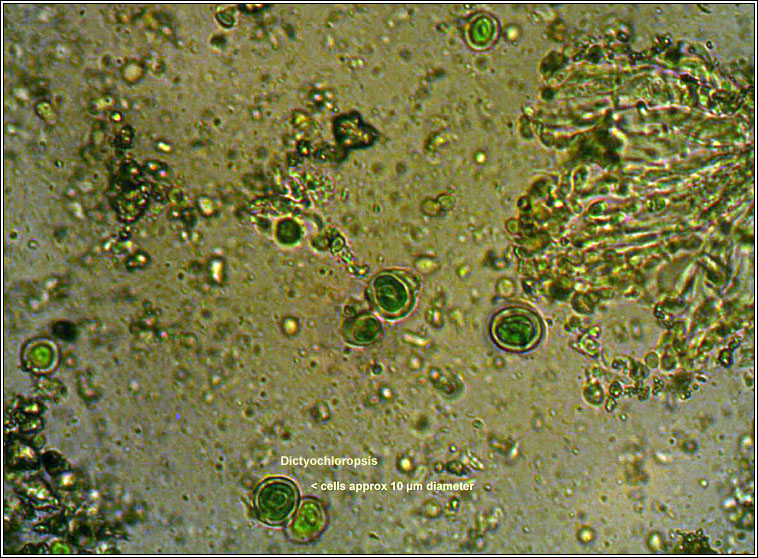 Dictyochloropsis