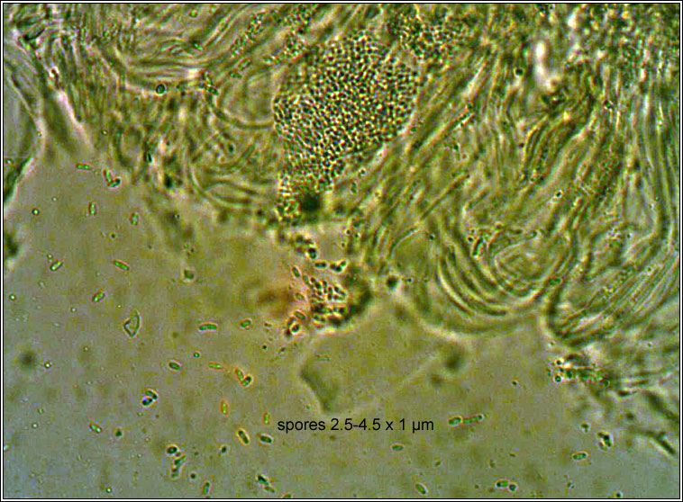 Myriospora smaragdula, Acarospora smaragdula