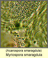 Myriospora smaragdula